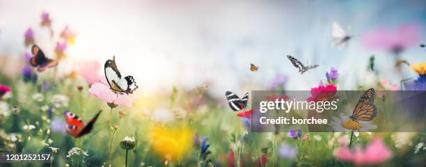 colorido prado de verano - nymphalidae mariposa fotografías e imágenes de stock