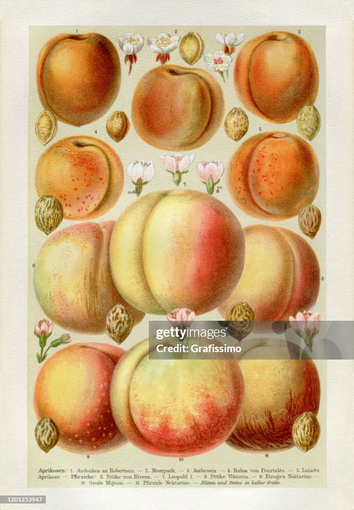 Different types of Apricot with blossom and seed
