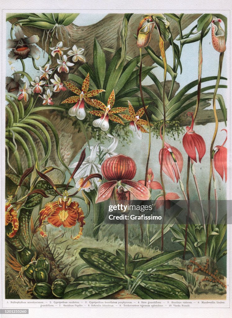 Different orchid Orchidoideae flowers illustration
