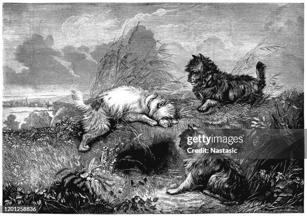 illustrations, cliparts, dessins animés et icônes de chien cairn terriers - west highland terrier hunting , en face du terrier - scottish culture