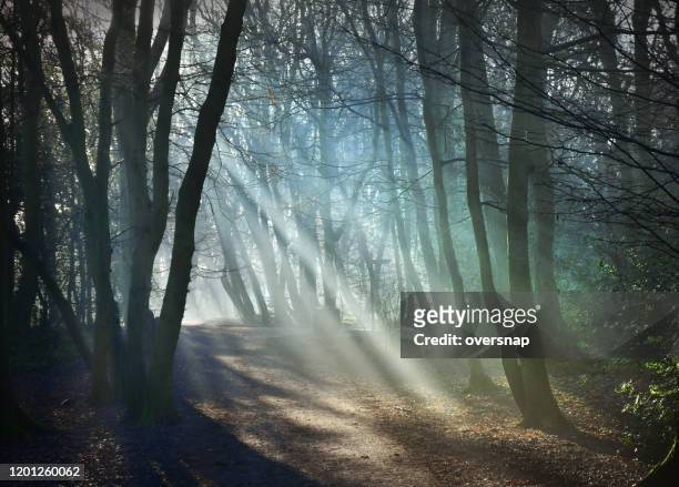 raios de sol da floresta - hampstead heath - fotografias e filmes do acervo