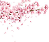 sakura cherry spring blossoms composition realistic