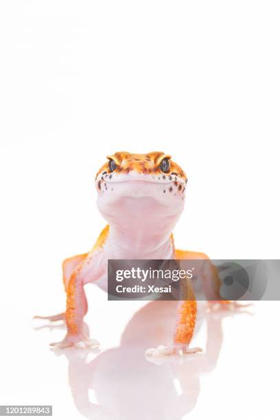 luipaardgekko op wit - gecko leopard stockfoto's en -beelden