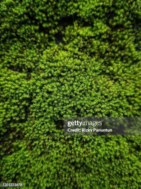 full frame shot of moss growing on wall - musgo - fotografias e filmes do acervo