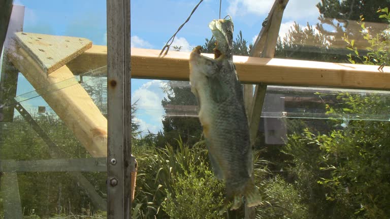 Dangling Fish From Ciling 42 Gutted Fish Stock Videos, Footage, & 4K Video Clips - Getty Images