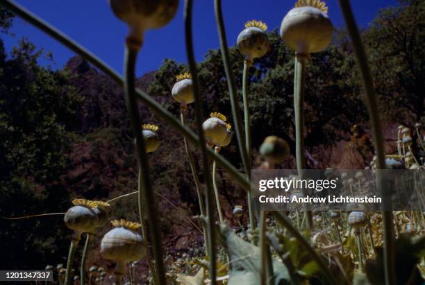 Opium poppies, already scored for the harvest of the sap which will be processed into heroin for the Juarez Cartel, grow in small isolated plots in...