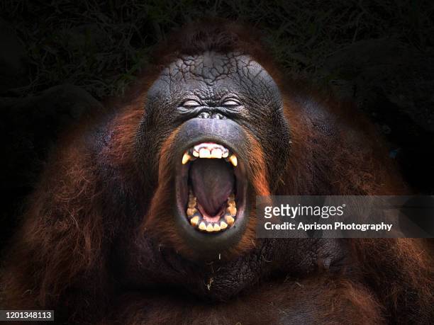 bornean orang utan opening the mouth - endangered species stock pictures, royalty-free photos & images