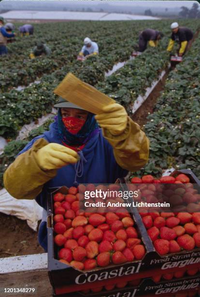 Migrant laborers work harvesting the strawberry crop on July 30, 1997 in Salinas, California.