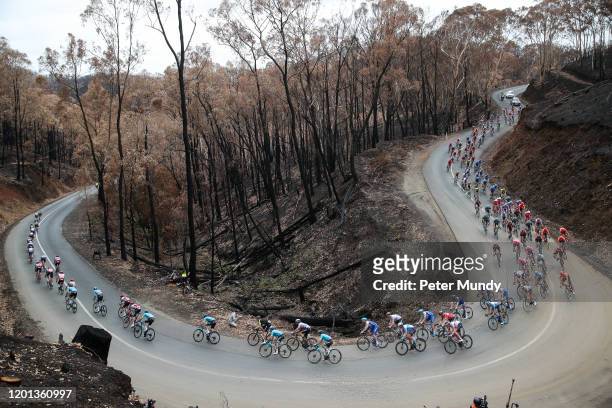 Peleton riding through forest devastated by fire on Fox Creek Road at Subaru Stage 3 from Unley to Paracombe of the 22nd Santos Tour Down Under on...