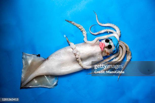 funny face squid - squid stock pictures, royalty-free photos & images