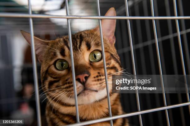 Bengal cat seen displayed at the International Cat Show in Lisbon. The Lisbon international cat show is hosted in Mercado De Santa Clara on 15th and...
