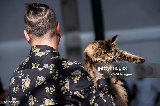 Maine Coon cat seen displayed at the International Cat Show in Lisbon. The Lisbon international cat show is hosted in Mercado De Santa Clara on 15th...