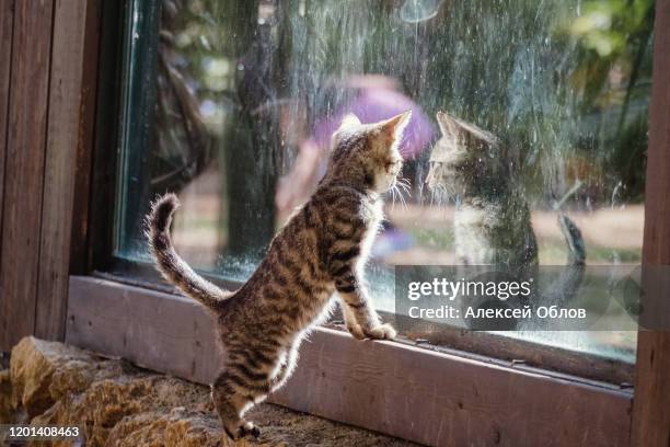 cute kitten looks out of a dirty window - tabby stock pictures, royalty-free photos & images