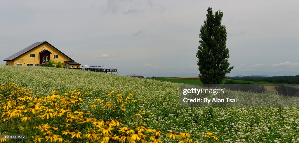 Picturesque Example Picturesque Landscape High-Res Stock Photo - Getty Images