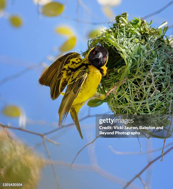 adorable close up of southern masked weaver on nest at lake kariba - weaverbird stock pictures, royalty-free photos & images