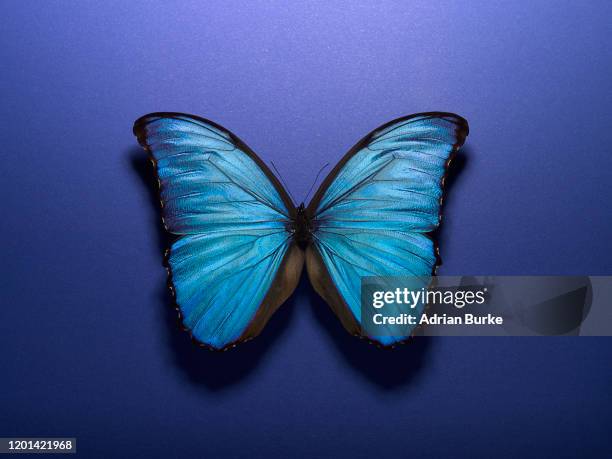 42 Menelaus Blue Morpho Stock Photos, High-Res Pictures, and