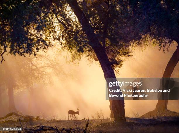 impala in beautiful filtered golden light at mana pools national park, zimbabwe - zimbabwe stockfoto's en -beelden