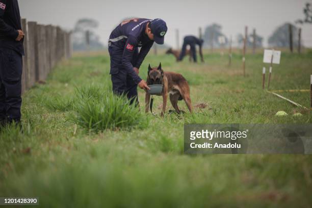 The landmine detection dogs are being trained for operations and odour detection program at the Norwegian People's Aid base camp in San Antonio,...