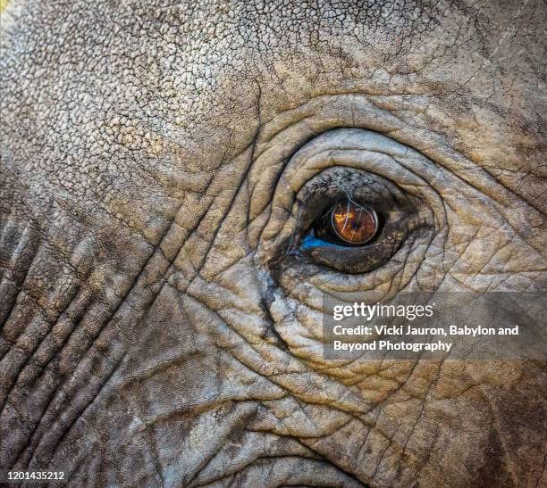 close up of elephant eye at mana pools national park, zimbabwe - elephant eyes stock pictures, royalty-free photos & images