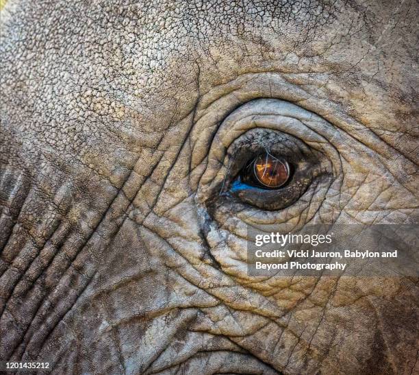 close up of elephant eye at mana pools national park, zimbabwe - elephant eyes 個照片及圖片檔