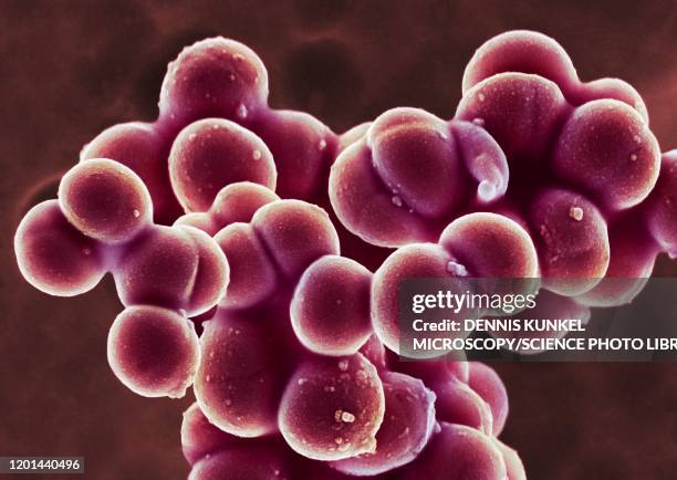 mrsa bacteria, sem - micrografia eletrónica de varrimento imagens e fotografias de stock