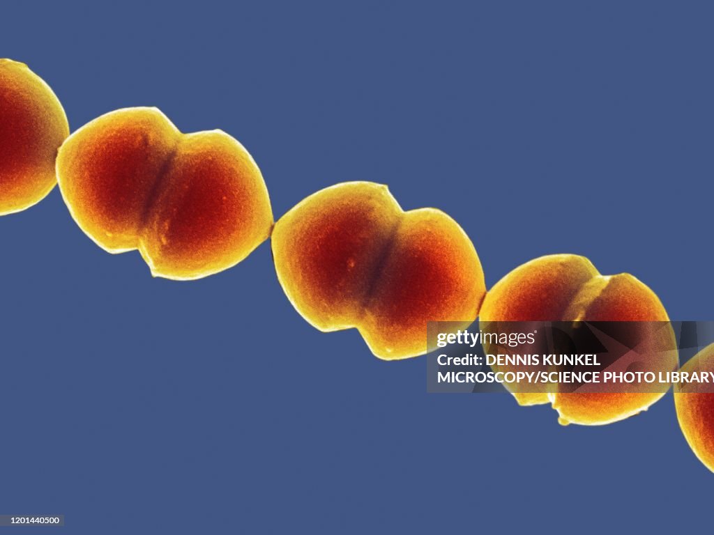 Enterococcus sp. bacteria, SEM