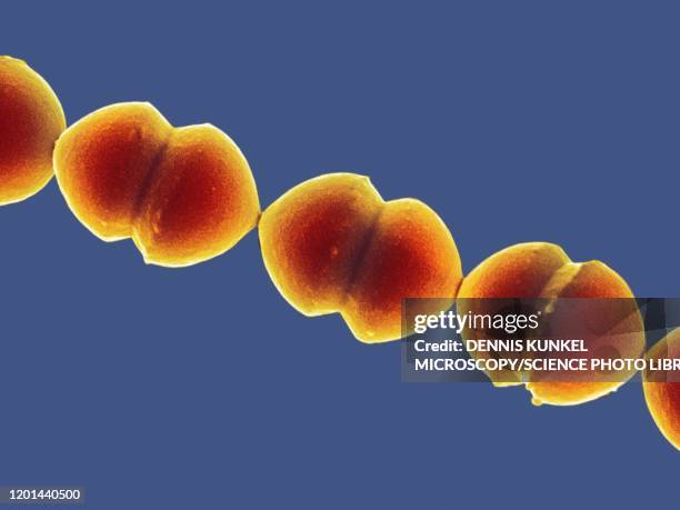 enterococcus sp. bacteria, sem - eubacteria stock pictures, royalty-free photos & images