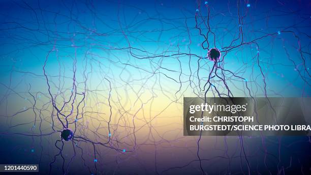 neural network, illustration - sensory nerve fibers stock illustrations