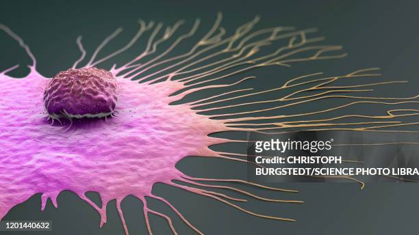 migrating breast cancer cell, illustration - metastatic tumour stock-grafiken, -clipart, -cartoons und -symbole
