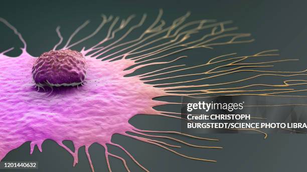 ilustraciones, imágenes clip art, dibujos animados e iconos de stock de migrating breast cancer cell, illustration - metástasis