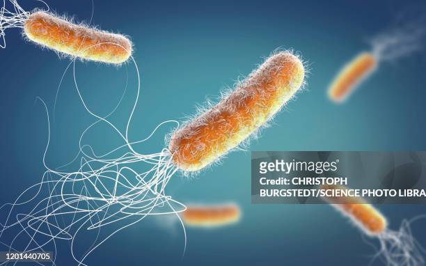 pseudomonas aeruginosa bacteria, illustration - gram stain stockfoto's en -beelden