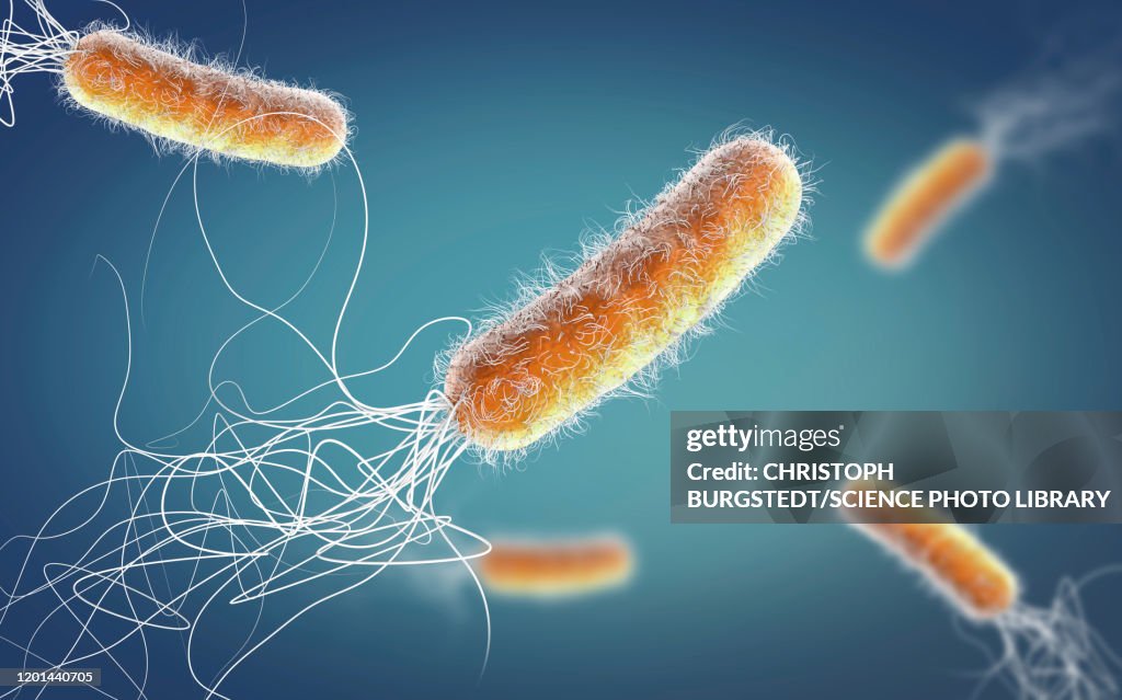 Pseudomonas aeruginosa bacteria, illustration