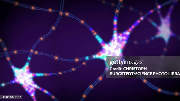 nerve cells, illustration - neuroscience stock illustrations