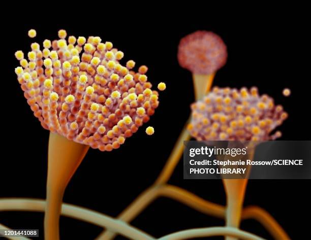 condiophores of aspergillus fungus, illustration - aspergillus fumigatus stock illustrations