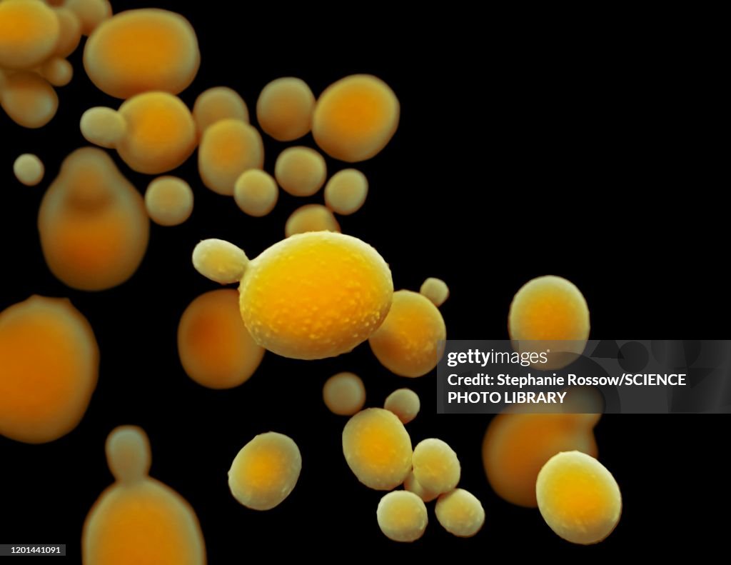 Candida auris fungus, illustration