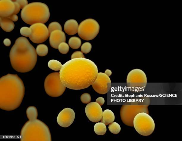 candida auris fungus, illustration - thrush yeast infection stock illustrations