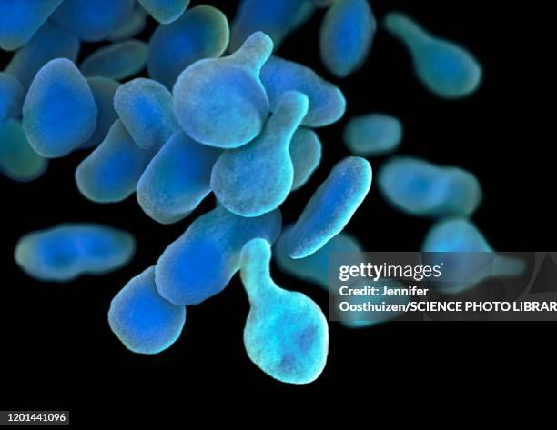 mycoplasma genitalium bacteria, illustration - antibiotic resistant stock illustrations