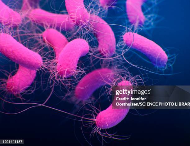 pseudomonas aeruginosa bacteria, illustration - antibiotic resistant stock illustrations