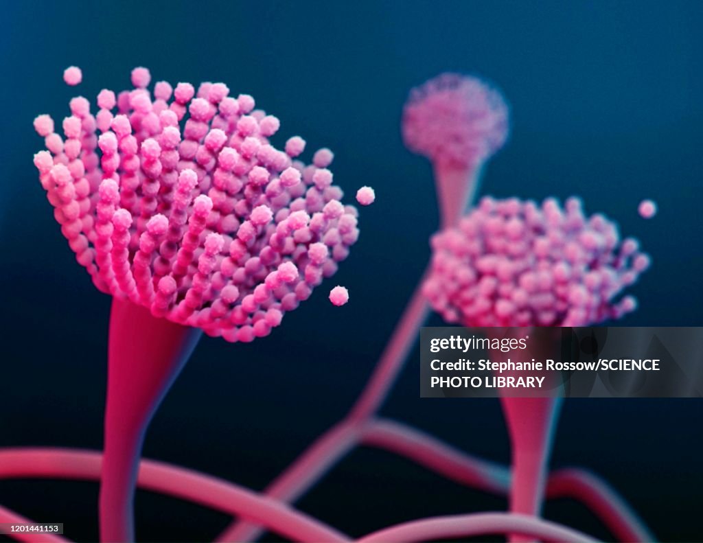 Condiophores of Aspergillus fungus, illustration
