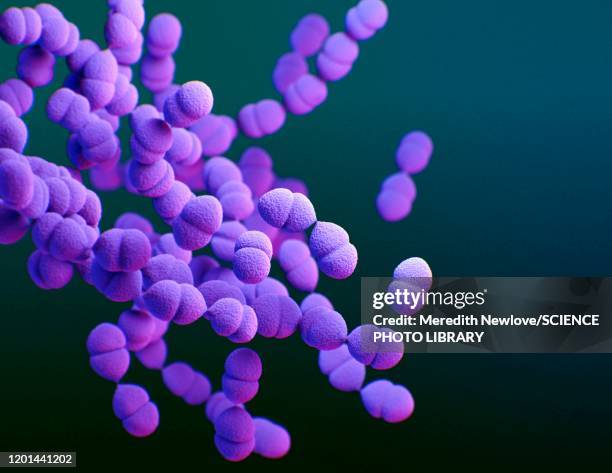 streptococcus pneumoniae bacteria, illustration - streptococcus stock-grafiken, -clipart, -cartoons und -symbole