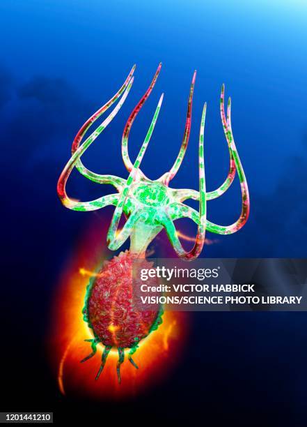 Lifeform Life Form Photos and Premium High Res Pictures - Getty Images