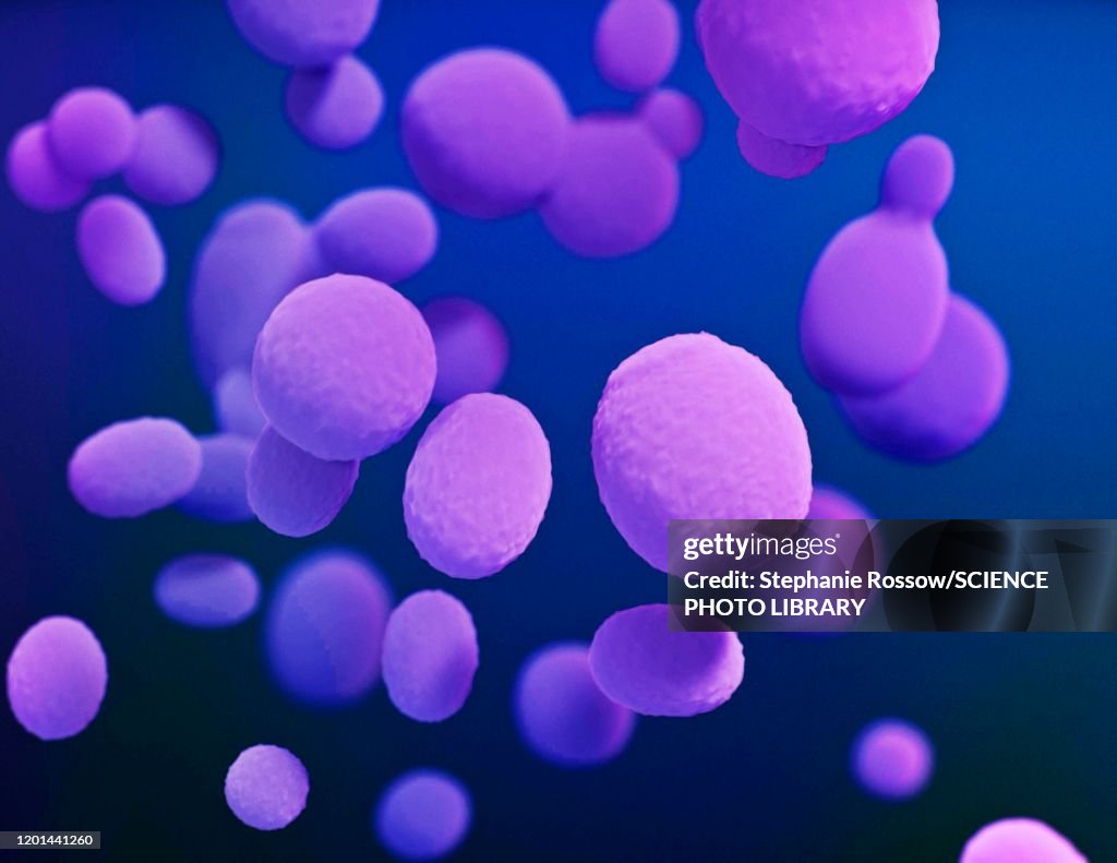 Candida fungus, illustration