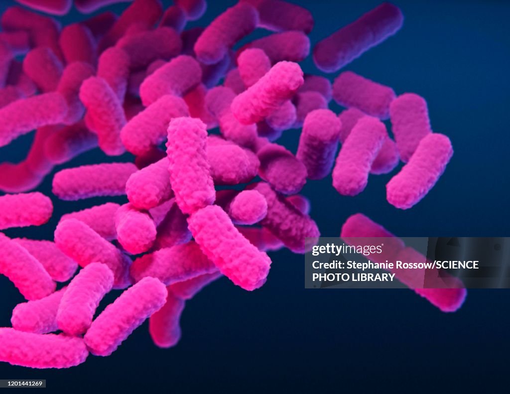 Enterobacteriaceae bacteria, illustration