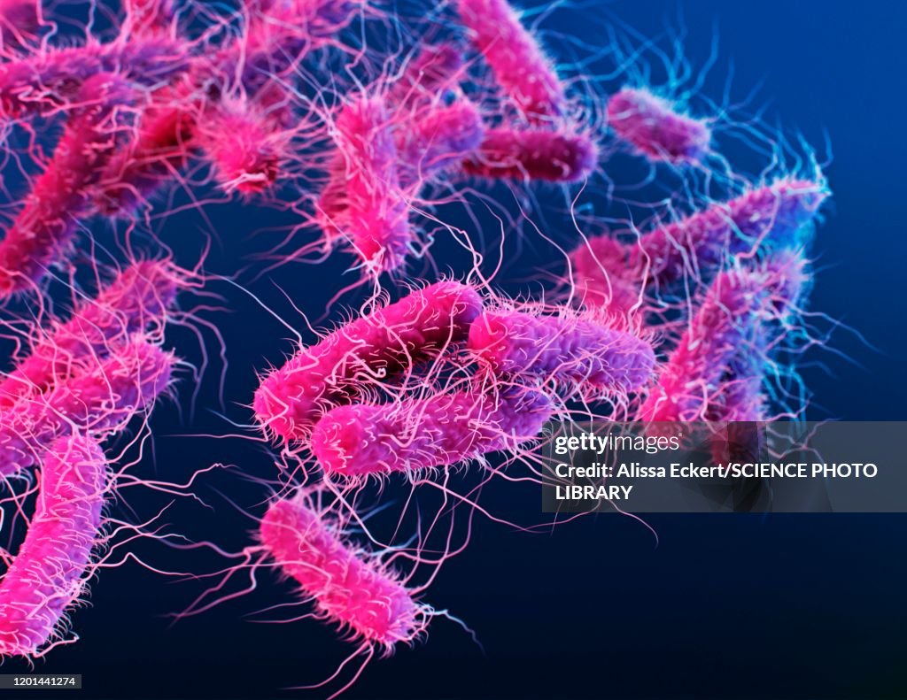 Enterobacteriaceae bacteria, illustration