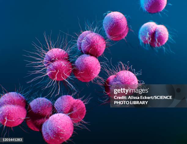 neisseria gonorrhoeae bacteria, illustration - gonorrhea bacterium stock illustrations
