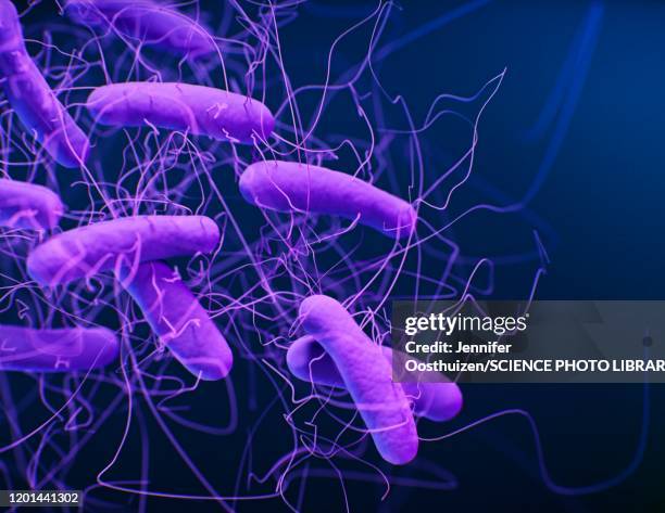 clostridioides difficile bacteria, illustration - infectious disease stock illustrations