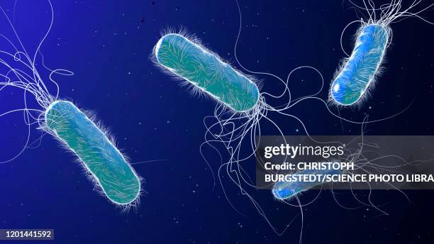 pseudomonas aeruginosa bacteria, illustration - antibiotic resistant stock pictures, royalty-free photos & images
