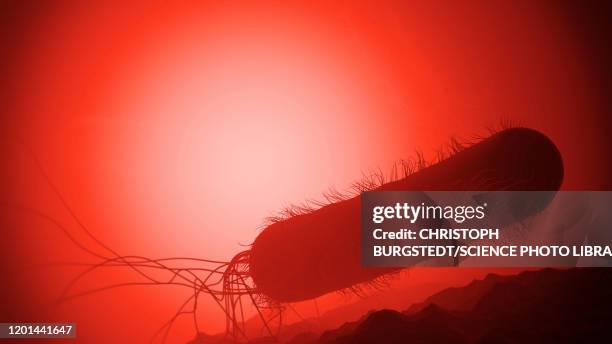 pseudomonas aeruginosa bacterium, illustration - gram stain stockfoto's en -beelden