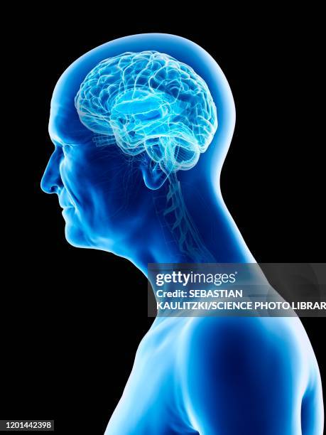 Ageing Brain Photos and Premium High Res Pictures - Getty Images