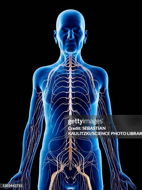 illustration of an old man's nerves - body concern stock illustrations